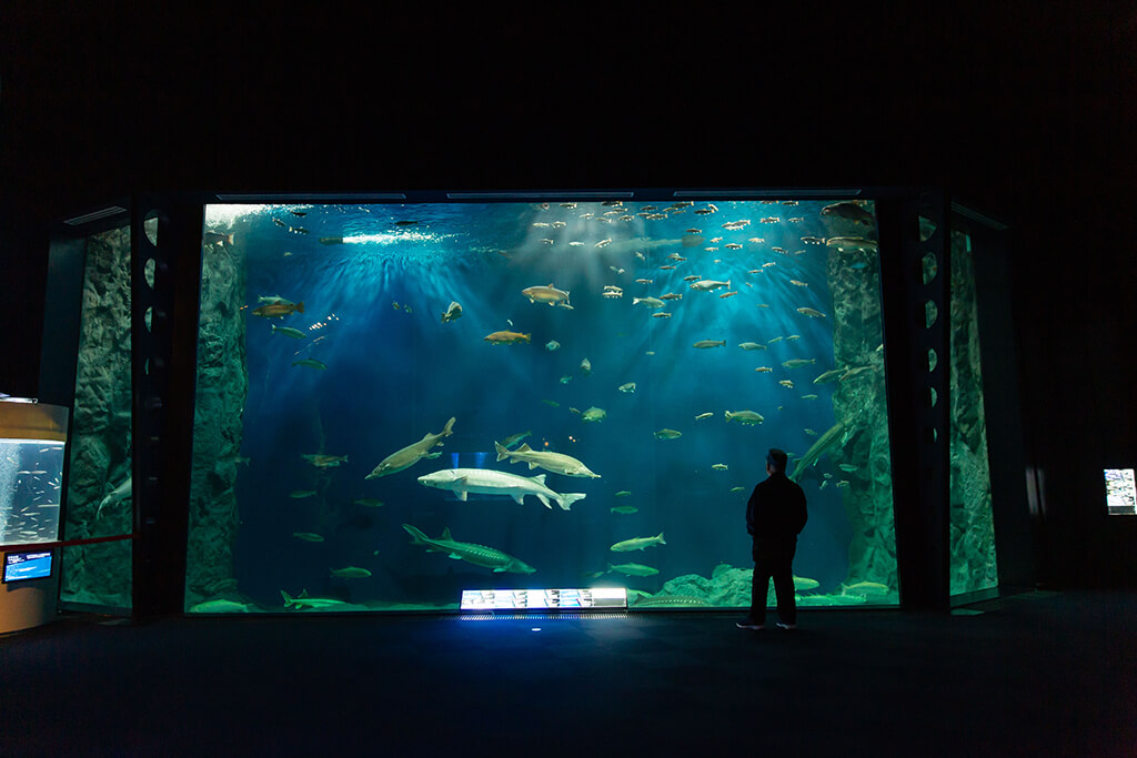 Chitose Aquarium - Large Tank